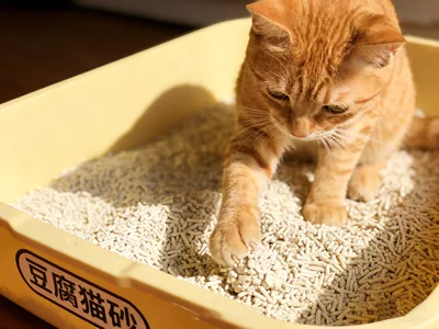 Tofu Cat Litter Usage Guide: Low Dust & Flushable